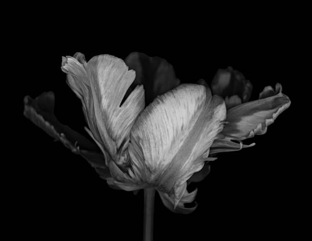 istock Parrot tulip side view monochrome 1372426187