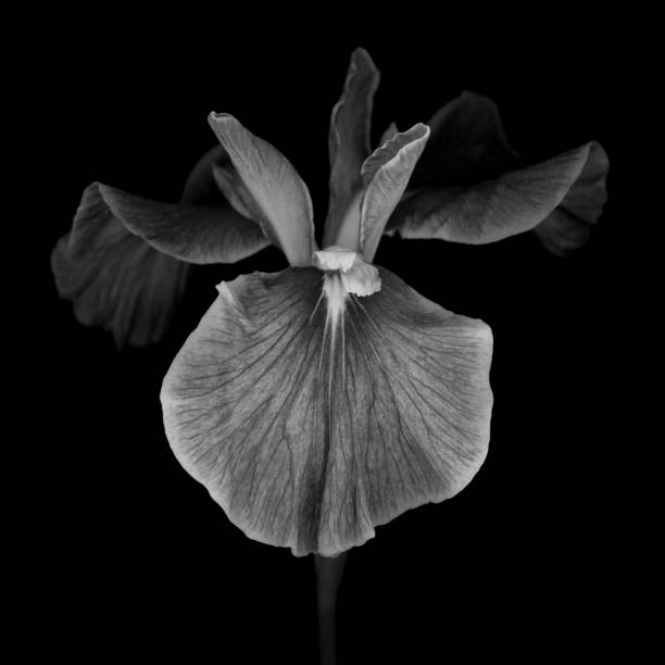 istock Japanese iris flower isolated on black background 1372426202