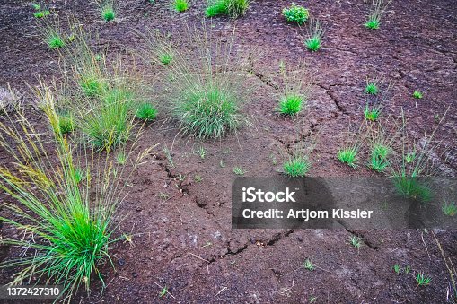istock A soil in the moor with green plants. 1372427310