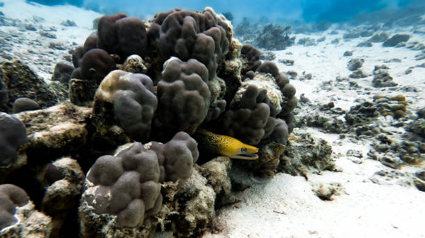 Moray eel yellow Magnificent yellow moray eel in its habitat, coral garden in the lagoon of moorea, French Polynesia yellow margined moray eel stock pictures, royalty-free photos & images
