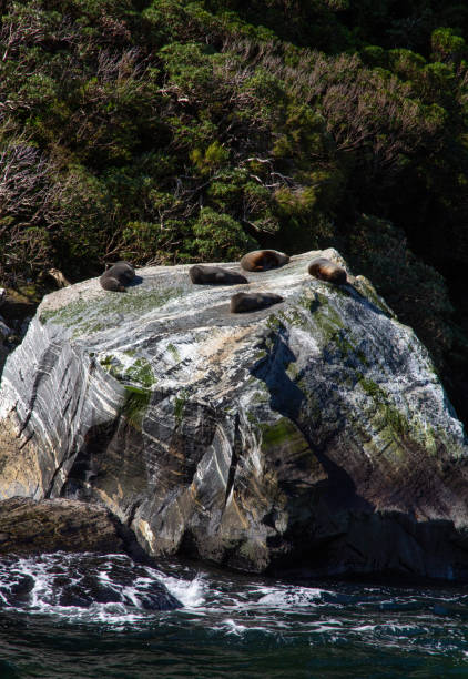 Seals on Seal Rock in Milford Sound Fiordland National Park New Zealand on a Sunny Spring Day