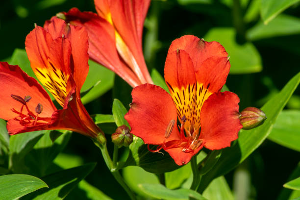 Red and yellow flowers of a Peruvian Lily (alstroemeria) Alstroemeria, commonly called the Peruvian lily or lily of the Incas, is a genus of flowering plants in the family Alstroemeriaceae.  Plants of this genus grow from a cluster of tubers. The leaves are alternately arranged and resupinate, twisted on the petioles so that the undersides face up. The leaves are variable in shape and the blades have smooth edges. The flowers are solitary or borne in umbels. alstroemeria stock pictures, royalty-free photos & images