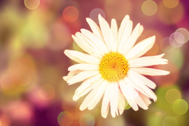 Soft warm nature spring natural background with pronounced bokeh and blur