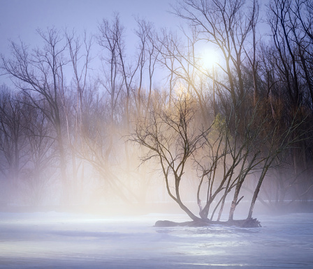 Foggy winter landscape. Snow covered trees.