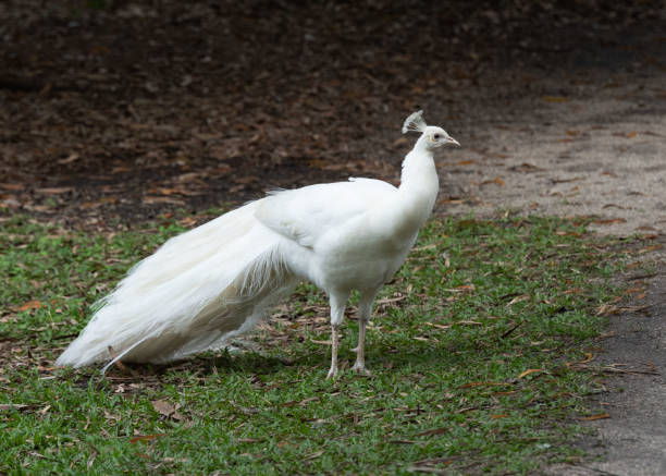 istock White Peacock Stands Elegantly on Green Grass 1372443564