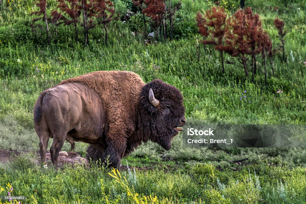 Bison Bison in Custer State Park in South Dakota Custer State Park Stock Photo