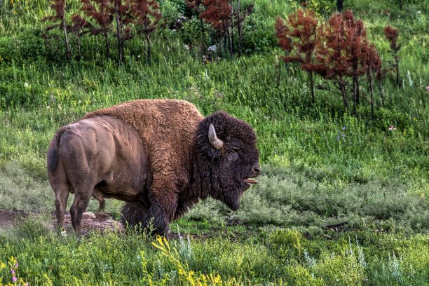Bison Bison in Custer State Park in South Dakota custer state park stock pictures, royalty-free photos & images
