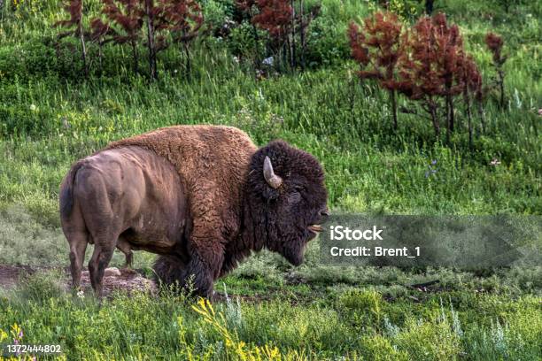 Bison Stock Photo - Download Image Now - Custer State Park, South Dakota, American Bison