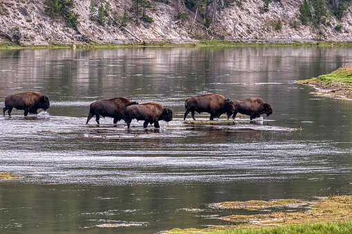Bison crossing the Yellowstone river in Yellowstone National Park