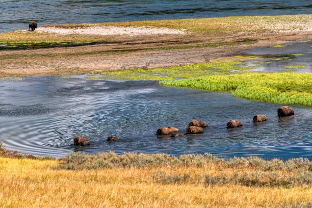 Bison in Yellowstone National Park