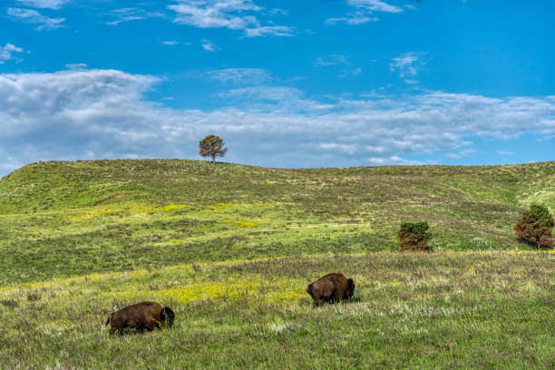 Custer State Park in South Dakota Custer State Park in the Black Hills of South Dakota national grassland stock pictures, royalty-free photos & images