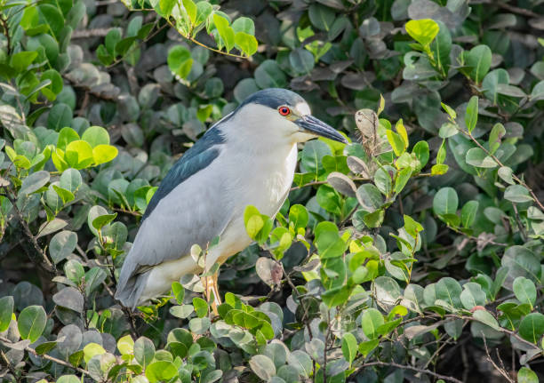 istock Black-crowned night heron in bushy plant 1372445606