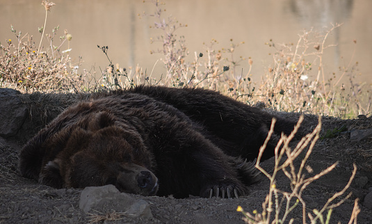A grizzly bear sleeping in Wildlife Safari, Oregon, USA