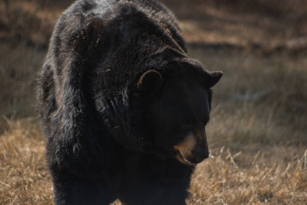 istock Wild Black Bear in the summertime 1372446472