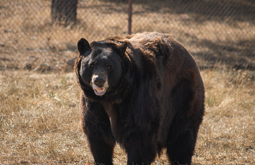 Wild Black Bear in the summertime, Wildlife Safari, Oregon, USA
