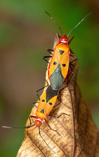 istock Mating Red Cotton Bugs on dried brown leaf - animal behavior. 1372448258