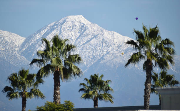 SoCal Palm Trees and a Peak