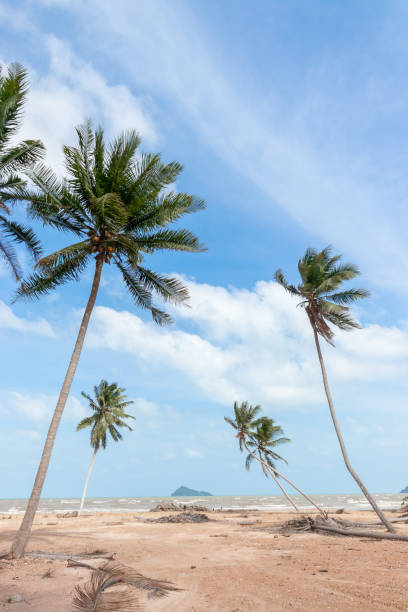 istock Coconut Palm trees on sandy beach 1372449411