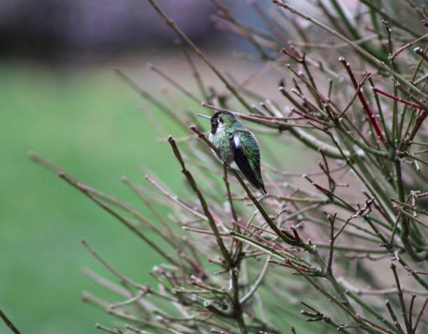 istock Small but Mighty Hummingbird Perched 1372451015