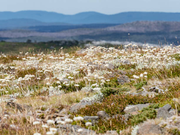 Idyllic wildflowers in the mountains High country wildflowers in the Bogong High Plains Victoria australian wildflower stock pictures, royalty-free photos & images