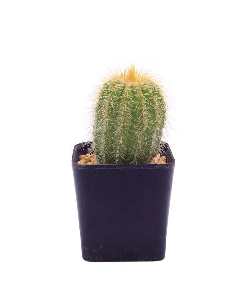 istock Small cactus plant in black pot isolated on white 1372453097