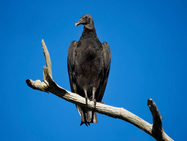istock A Black Vulcher Perched on a Dead Tree In Search of It's Next Meal 1372453838