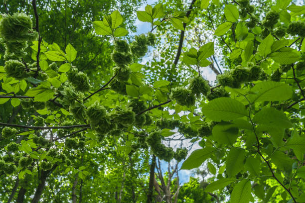 close up view of blooming wych elm tree on springday with bright green leaves and flowers close up view of blooming wych elm tree on springday with bright green leaves and flowers wych elm stock pictures, royalty-free photos & images