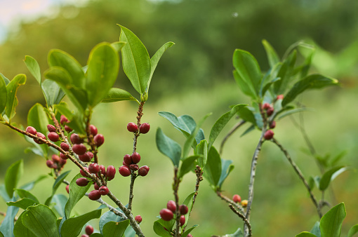 Red coca berries growing on tree with fresh green leaves on sunny day in countryside