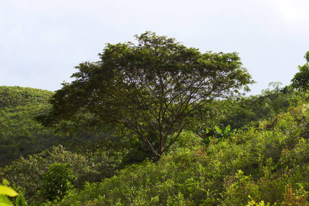 istock Green tree growing on mountain slope in daylight 1372461541