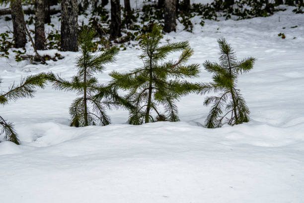 istock Chilliwack Lake Provincial Park 1372463037