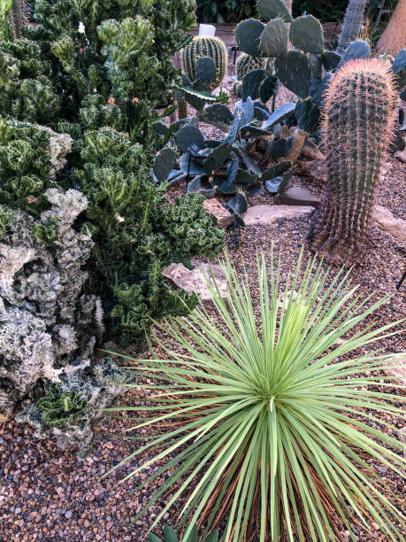 istock Desert plants and cactus in garden 1372463491