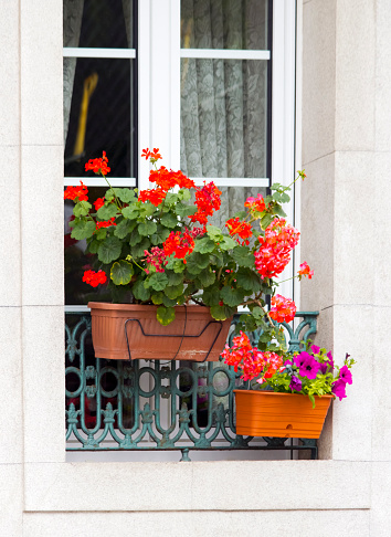 Window decorated with flower pots,  cast iron railing, red geraniums, pink petunias. Pontevedra province, Galicia, Spain.