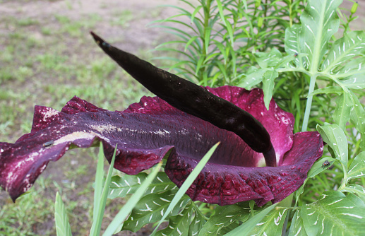 Dragon Arum - Dracunculus vulgaris or Dragon Lily in Outdoor Garden