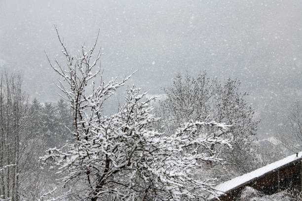 istock trees houses highly visible natural snowfall snowflakes 1372468946