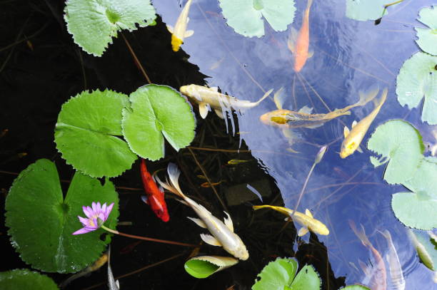 Lily pond with beautiful reflection. Sunny day in Balboa Park, San Diego, California