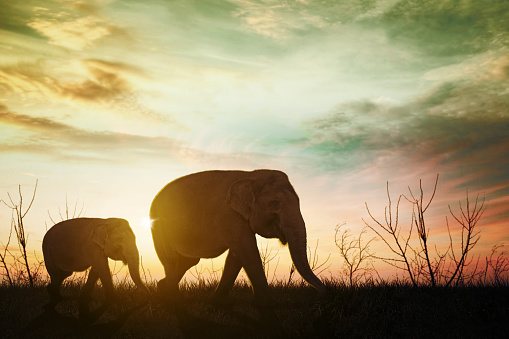 Silhouette of mother elephant walking with her baby on the savanna at sunset at dusk time