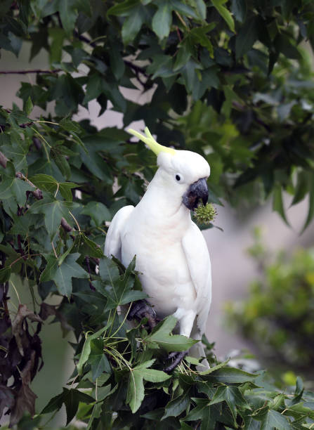 istock Sulphur-crested cockatoo 1372469235