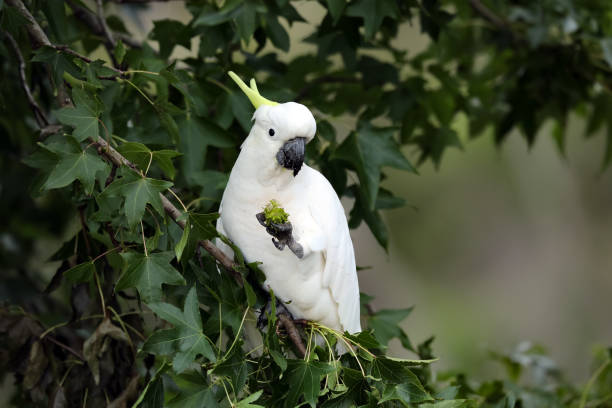istock Sulphur-crested cockatoo 1372469241