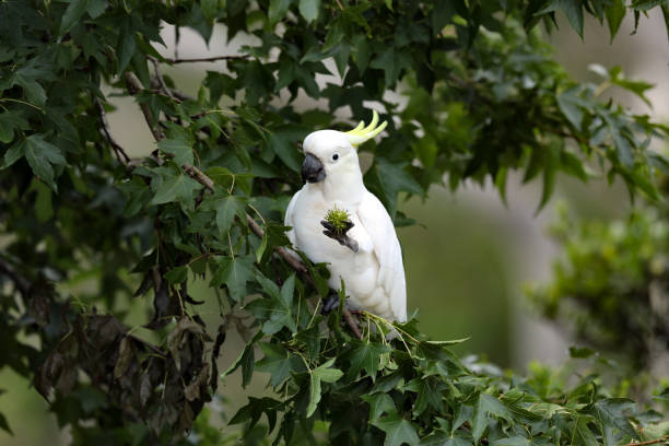 istock Sulphur-crested cockatoo 1372469293