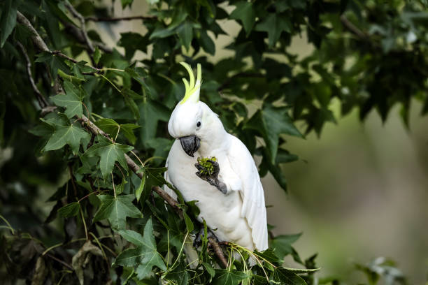 istock Sulphur-crested cockatoo 1372469863