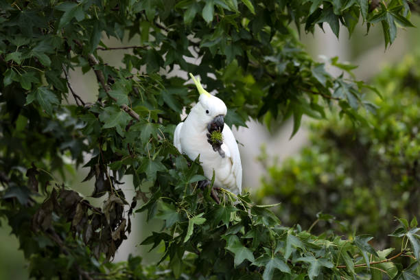 istock Sulphur-crested cockatoo 1372469992