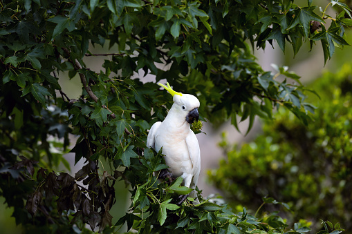 The sulphur-crested cockatoo is a relatively large white cockatoo found in wooded habitats in Australia, New Guinea, and some of the islands of Indonesia. They can be locally very numerous, leading to them sometimes being considered pests.