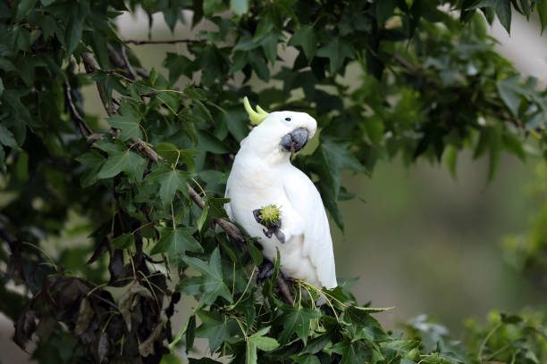 istock Sulphur-crested cockatoo 1372470392