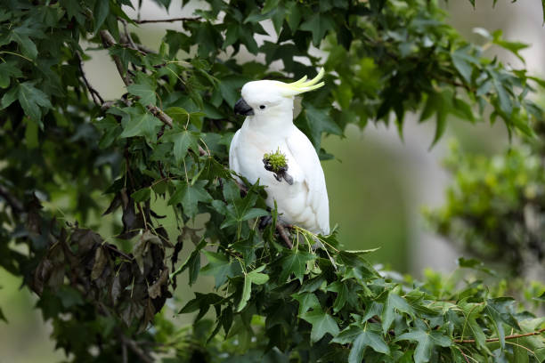 istock Sulphur-crested cockatoo 1372470412