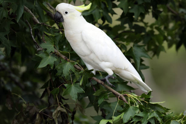 istock Sulphur-crested cockatoo 1372470992