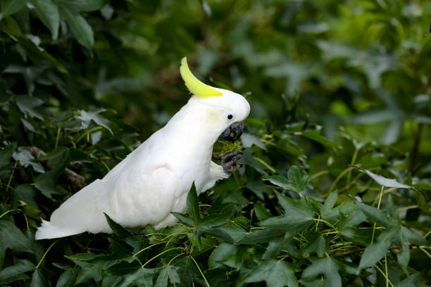 istock Sulphur-crested cockatoo 1372471090