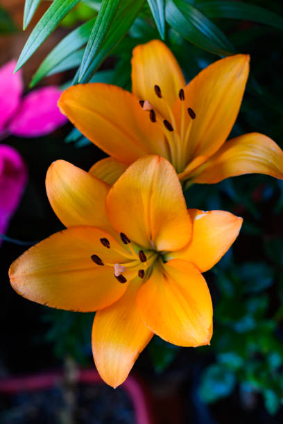 istock beautiful Orange lilies bloom in the summer 1372472133