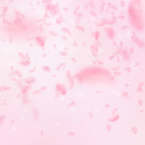 stockillustraties, clipart, cartoons en iconen met sakura petals falling down. romantic pink flowers gradient. flying petals on pink square background. love, romance concept. beauteous wedding invitation - wedding back