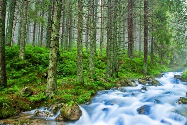 istock beautiful blue river in a wet mountain forest 1372474038