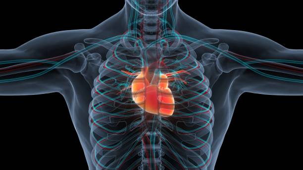 istock Human Circulatory System Heart Anatomy 1372474221